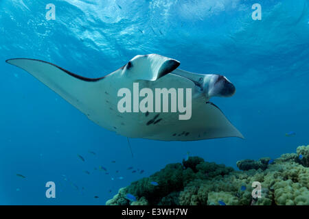 Riff-Mantarochen (Manta Alfredi) am Korallenblock mit sauberer Fisch Station, Bora Bora, Leeward-Inseln, Gesellschaftsinseln Stockfoto