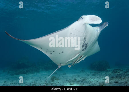 Riff-Mantarochen (Manta Alfredi) und Live-Sharksuckers (Echeneis Naucrates), Bora Bora, Leeward-Inseln, Gesellschaftsinseln Stockfoto