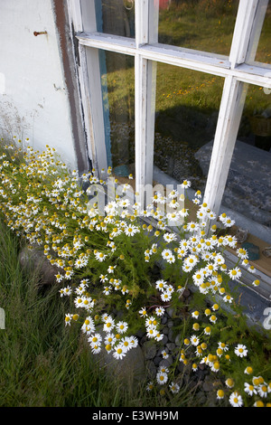 Wilden Gänseblümchen wachsen durch die Fenster eines alten Bauernhauses, Skalanes, Seydisfjordur, Island Stockfoto