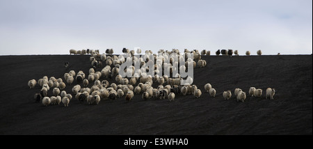 Schaf Aufrundung auf schwarzen Sand, Island Stockfoto