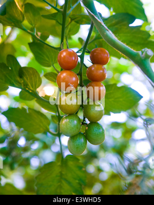 Tomaten wachsen in einem Gewächshaus, Erdwärme, Island Stockfoto