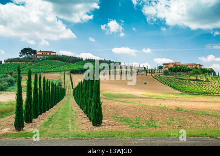 Weinberge und Feldweg in der Toskana, Italien. Stockfoto