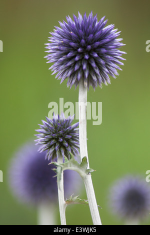 Veitchs Blue Globe Thistle Stockfoto