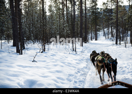 Husky-Rennen durch die norwegischen Wälder Stockfoto