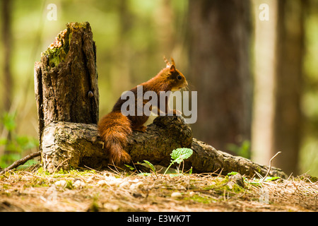Eichhörnchen beobachten für Raubtiere Stockfoto