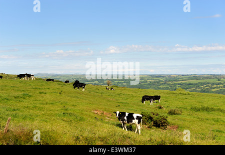 Walisische Landschaft mit Kühen in Feld und mit Blick auf das Tal des Flusses Taf in Ferne, UK Stockfoto