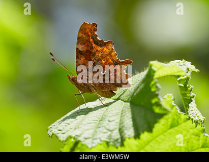 Komma-Schmetterling auf Blatt. Norbury Park, Mickleham, Surrey, England. Stockfoto
