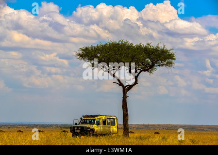 ein Jeep unter einem die Akazie Baum im nationalen wild Park Masai Mara, Kenia Stockfoto