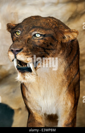 Smilodon, ausgestorben Säbelzahn-Katze im Prehisto Parc, Themenpark über das prähistorische Leben an Tursac, Périgord, Dordogne, Frankreich Stockfoto