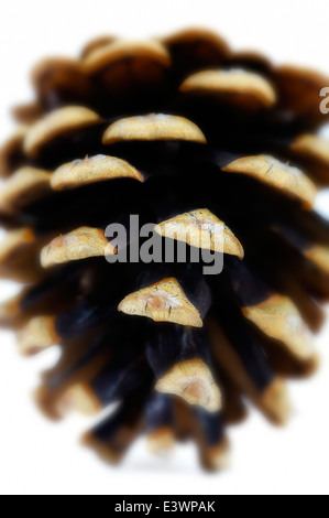 Tannenzapfen hautnah Stockfoto