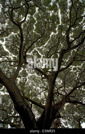 USA, Hawaii, Molokai. Ein Unternehmen Saman (Mimosaceae) AKA Monkeypod AKA Regen Baum. Stockfoto