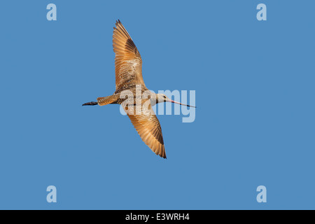 Marmorierte Limosa Uferschnepfe Fedoa San Diego, Kalifornien, USA 21 Juni Erwachsenen während des Fluges. Scolopacidae Stockfoto