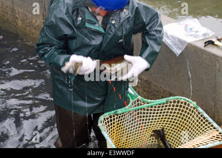 Überprüfung der Erwachsenen weiblichen Coho Lachs zum Laichen Stockfoto