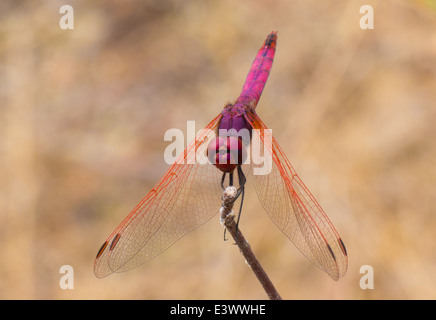 ROT GEÄDERTEN DROPWING Dragonfly genommen bei einem Spaziergang durch das Okavango Delta, Botswana im Juni 2014 Stockfoto