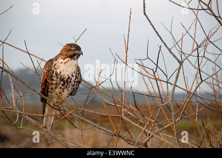 Der Rotschwanzfalke, ein majestätischer Greifvogel, wird häufig im Willamette Valley gesehen. Bekannt für seinen markanten roten Schwanz ist dieser Vogel ein wichtiges Raubtier im Ökosystem der Region und trägt dazu bei, die Populationen von Kleinsäugern und anderen Beutearten zu kontrollieren. Stockfoto