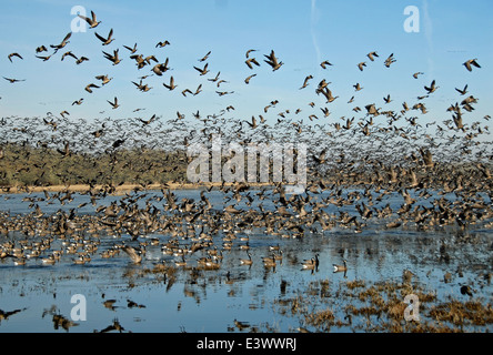Kanadiengänse steigen im Flug über das Willamette Valley, ein wichtiger Zwischenstopp für Zugvögel im Pacific Flyway, und unterstreichen die Bedeutung des Tals als Vogelzugkorridor. Stockfoto