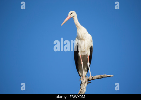 Weißstorch (Ciconia Ciconia) toter Baum gehockt Stockfoto