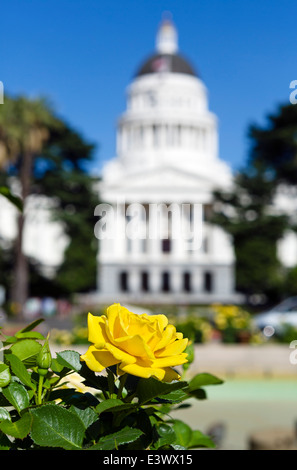 Gelbe Rose vor dem California State Capitol in Sacramento, Kalifornien, USA Stockfoto