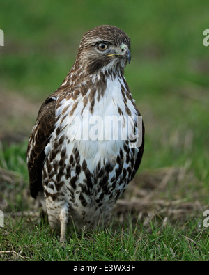 Der Rotschwanz-Hawk, der oft im Willamette Valley zu sehen ist, ist ein großer Raubvogel, der für seine unverwechselbaren Schwanz- und Jagdfähigkeiten bekannt ist. Es spielt eine entscheidende Rolle bei der Kontrolle der Nagetierpopulationen. Stockfoto