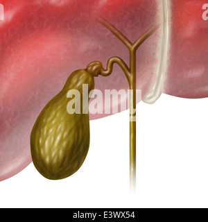 Gallenblase oder Gallenblase interne Organ des Menschen als eine Funktion des Verdauungssystems, Galle als Teil des biliären Systems des Körpers als medizinische Illustration Konzept auf einem weißen Hintergrund zu speichern. Stockfoto