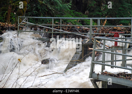 Penny Creek Wasseraufnahme Flut 20. November 2009 Stockfoto