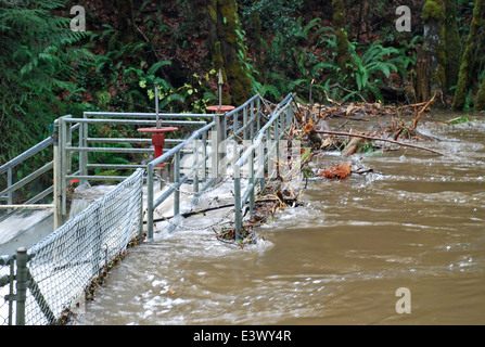 Penny Creek Wasseraufnahme Flut 20. November 2009 Stockfoto