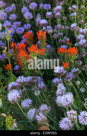 USA, Utah, Uinta-Wasatch-Cache National Forest, Cottonwood Canyon, Albion Basin, Pinsel, Berg Monardella Stockfoto