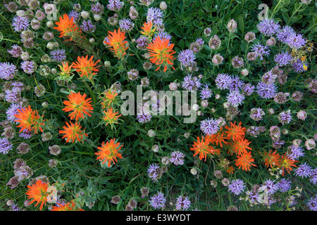 USA, Utah, Uinta-Wasatch-Cache National Forest, Cottonwood Canyon, Albion Basin, Pinsel, Berg Monardella Stockfoto