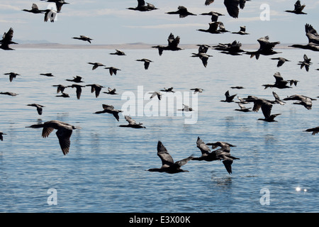 Große Gruppe von Cape Kormoran oder Cape Shag (Phalacrocorax Capensis), Walvis Bay, Namibia, Atlantik Stockfoto