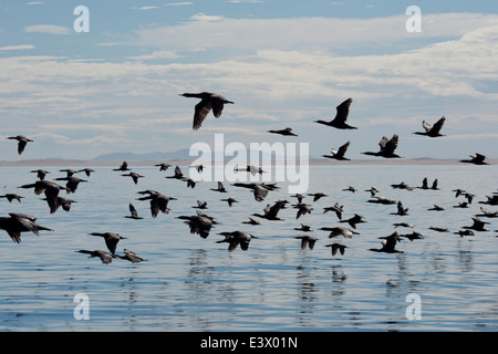 Große Gruppe von Cape Kormoran oder Cape Shag (Phalacrocorax Capensis), Walvis Bay, Namibia, Atlantik Stockfoto