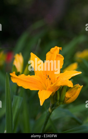 Hemerocallis. Orange Taglilien Blume in einer krautigen Grenze. Stockfoto