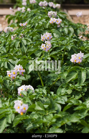 Solanum Tuberosum wächst in einem Gemüsegarten. Kartoffel "Charlotte" in Blüte. Stockfoto