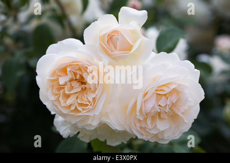 Rosa 'Lichfield Angel' Blumen. Stockfoto