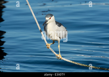 Schwarz-gekrönter Nachtreiher, Nycticorax Nycticorax, Monterey, Kalifornien, Pacific Ocean. Stockfoto