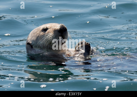 Kalifornien Seeotter (Enhydra Lutris), Essen Schalentiere aus seinen Bauch, Monterey, Kalifornien, Pacific Ocean Stockfoto