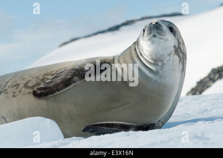 Krabbenfresserrobbe Dichtung, Lobodon Carcinophagus, ruht auf einem Eisberg mit Berg im Hintergrund. Antarktische Halbinsel. Stockfoto