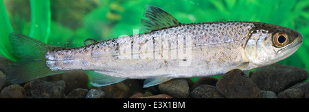 Ein Coho Smolt, ein junger Lachs, wird in der Quilcene National Fish Hatchery im Hood Canal in Washington gezeigt. Diese Smolts sind eine wesentliche Phase im Lebenszyklus von Coho-Lachsen und für die Erhaltungsbemühungen von entscheidender Bedeutung. Stockfoto