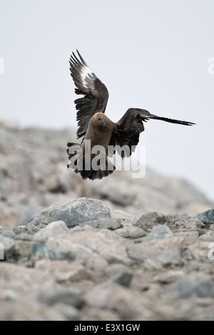 Fliegende South Polar Skua, Stercorarius Maccormicki. Neko Harbour, antarktische Halbinsel. Stockfoto