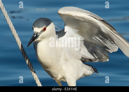 Schwarz-gekrönter Nachtreiher, Nycticorax Nycticorax, Monterey, Kalifornien, Pacific Ocean. Stockfoto