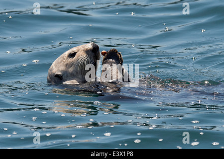 Kalifornien Seeotter (Enhydra Lutris), Essen Schalentiere aus seinen Bauch, Monterey, Kalifornien, Pacific Ocean Stockfoto