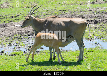 Gemeinsame Eland - Mutter und baby Stockfoto