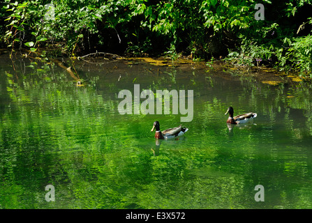 Zwei männliche Stockente Enten schwimmen auf Fox River channel Stockfoto