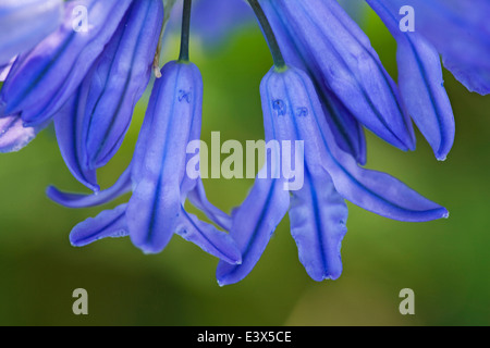 USA, Washington, Colville National Forest, Douglas' Brodiaea (Douglas' Triteleia) Stockfoto