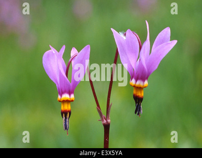 USA, Washington, Colville National Forest, Shooting Star Stockfoto