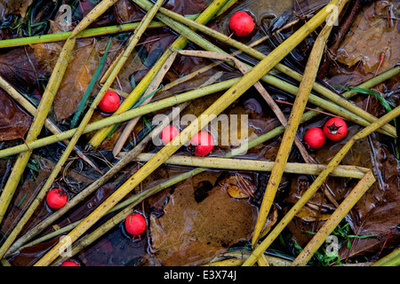 USA, Washington, Spokane County, Rohrkolben, Schilf und Weißdornbeeren Stockfoto