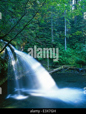 USA, Washington, Gifford Pinchot National Forest, Iron Creek Falls Stockfoto