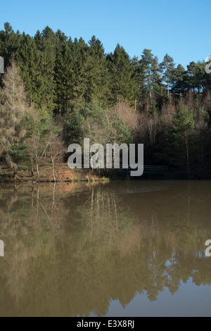 Stockente Pike See im Forest of Dean Stockfoto