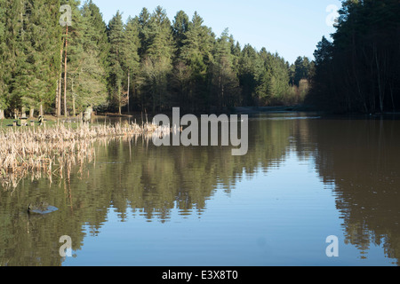 Stockente Pike See im Forest of Dean Stockfoto