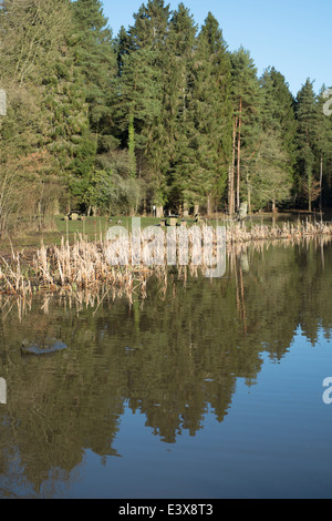 Stockente Pike See im Forest of Dean Stockfoto