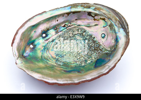 Abalone-Muschel im Inneren mit Beschneidungspfad Stockfoto